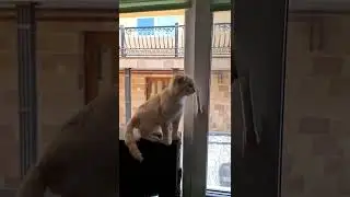 смотрит в окошко.....#shorts