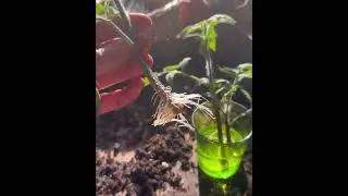 Super easy way to get more tomato plants for free! #selfsufficiency #growyourown #veggiegarden