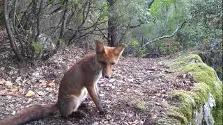 ZORRO "juvenil" con HAPIMP PH770-8D