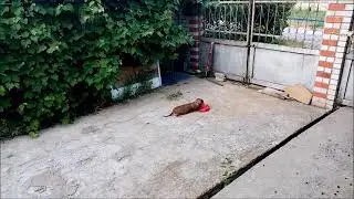 Дуся стирает постель