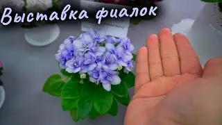 Фиалковый рай, для влюбленных в сенполию. Влог.
