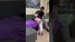 Джек-Рассел терьер #собачки #собака #пес
