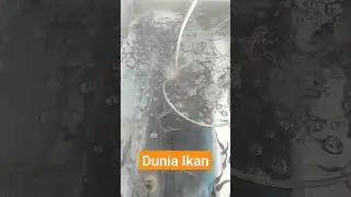 Dunia Ikan