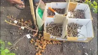 New pratice for grafting | grapes grafting | grafting