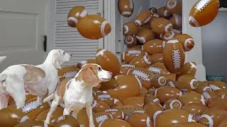 Dogs Surprised with Footballs! Funny Dogs Get HUNDREDS of balls for Superbowl Football Game