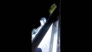 Звук из под днища П12 ниссан