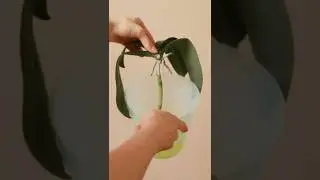 #пересадкаорхидеи #орхидеи #орхидея #орхидеяфаленопсис
