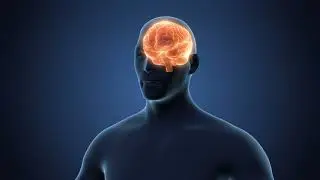 Human Torso and Head Rotating With Visible Brain 3D Animation