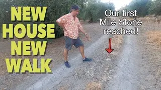 Walking in the Olive Groves of Southern Spain