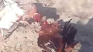 ДАРВАГ  05