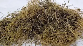 OLUKIIKO - Edagala Lyemikisa Nokugoba Obwenzi Mu Mumukwano