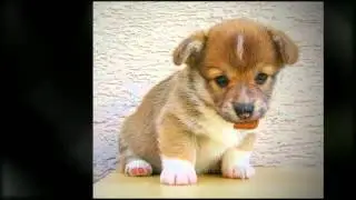 How To Train A Puppy Not to Bite