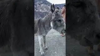 🐴Подписывайтесь на Инсту @GAR_SHAP