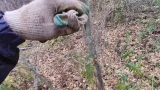Чистый лес залог успешной прогулки)
