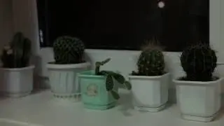 The plant is restoring after watering