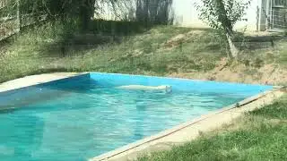 Белая медведица в зоопарке Алматы. Orda.kz