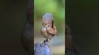 صغير و محاينه كبار charmeur 😁😁😁