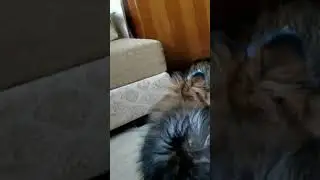 Фу-ты ну-ты