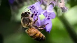 The Deans List: How to Save Our Bees--and Our Crops