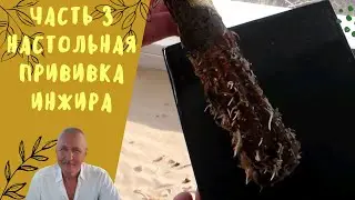 Часть 3. Настольная прививка инжира, винограда.