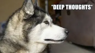 Husky Completely Zones Out When I Ask A Question!