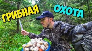 Грибы на Сахалине. Нашел много шампиньонов в лесу!