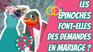Les epinoches font elles des demandes en mariage ? Cuiciui Express #25