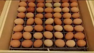 Закладка куриных яиц в инкубатор 