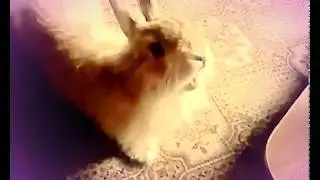 поем любимые песни