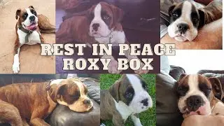 Roxy Box