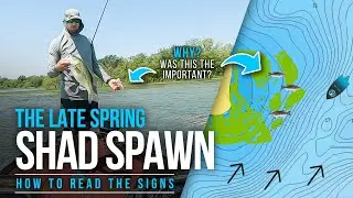 The SHAD Spawn – WHY was THIS the KEY?!? (Spring Bass Fishing)