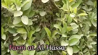 @Al Hassa Farm