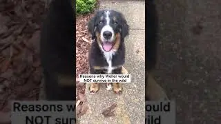 Reasons Weller the rescue bernese mountain dog puppy would not survive in the wild