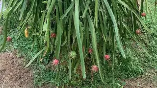Dragon Fruits, Harvest Time