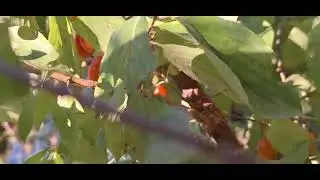 ‎@-earth.plants-animals  Cornus mas,cornel,cornelian cherry,thana(1)