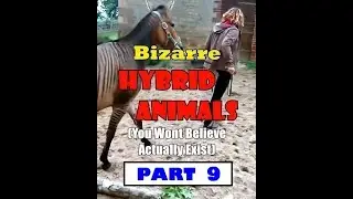 Part 9: Bizarre HYBRID ANIMALS You Won't Believe Actually Exist | OFW Insights World
