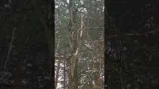 февральская роща, милый дятел