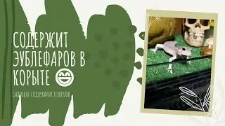 Содержание эублефаров в садке,стоит ли?