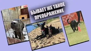Фестиваль Петшопдейс и фрисджилити 😍😍😍  Питер📍