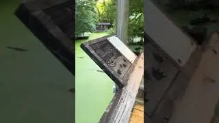 Gig on the Bayou – Playing with alligators at Audubon Zoo, New Orleans!