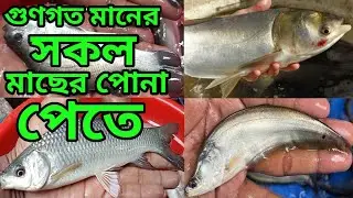 এই পদ্ধতিতে রাক্ষসী মাছ চাষ করলে নিশ্চিত লাখপতি। চিতল ভেটকি জিথ্রিরুই চাষে‌ অল্প খরচে অধিক লাভ।