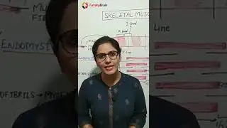 Skeletal Muscle Contraction Mechanism