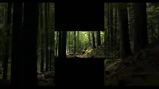 Природа   Лес  Музыка