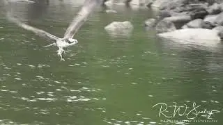 Osprey Dive Catch Keep in Slow Motion