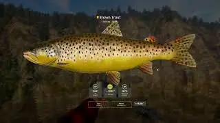 RF4 - [Belaya River] Active Spot + Trophy Brown Trout (3.06.2024)