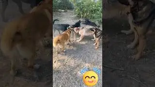 Вот такие у нас игры!😜 #приют_для_собак #спб #вдобрыеруки