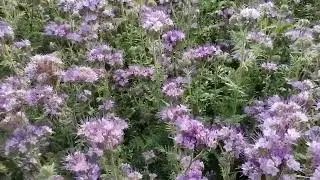 Фацелия для огорода. Фацелия для сеаооборота.