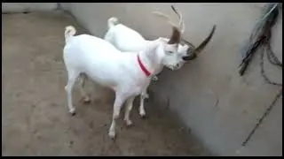 Funny goats video 😂😂 Laughing video| kids funny video| kids video | goat video