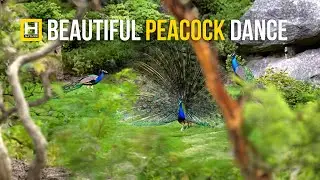 Dancing Peacock 🦚 #wildlife #@heavenlynature-ct7xg