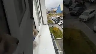 Щенок пишет письмо папке волонтеру о счастливой жизни.